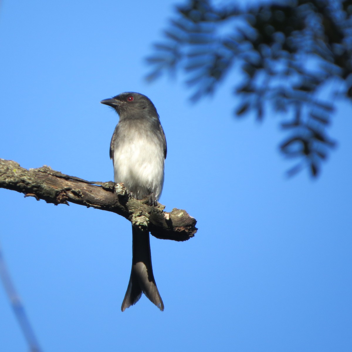 White-bellied Drongo - Chris Bowden