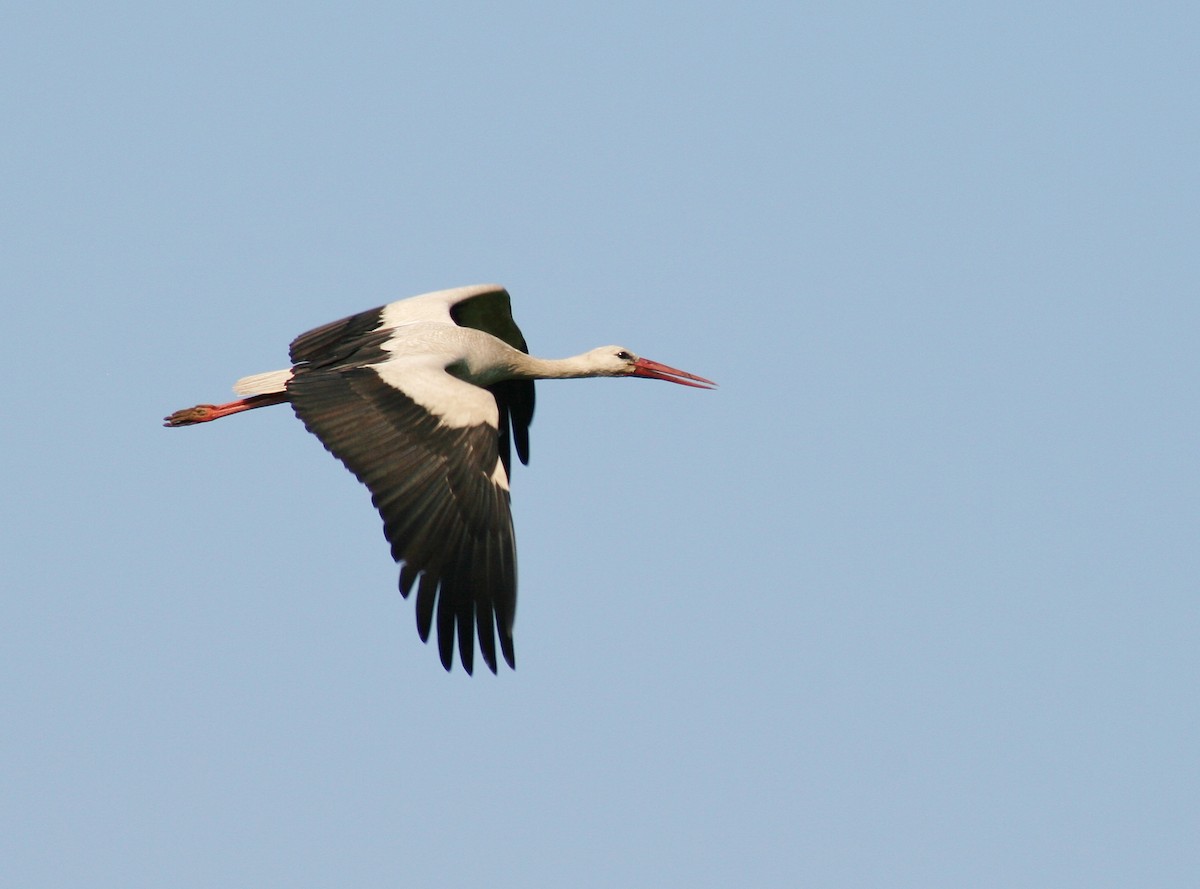 White Stork - ML85324001