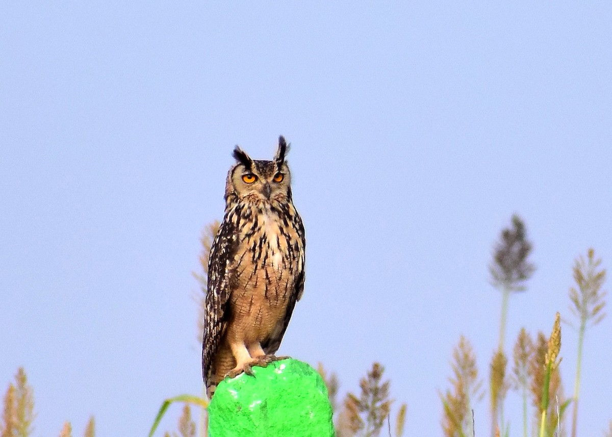Rock Eagle-Owl - THIRUMOORTHY N V