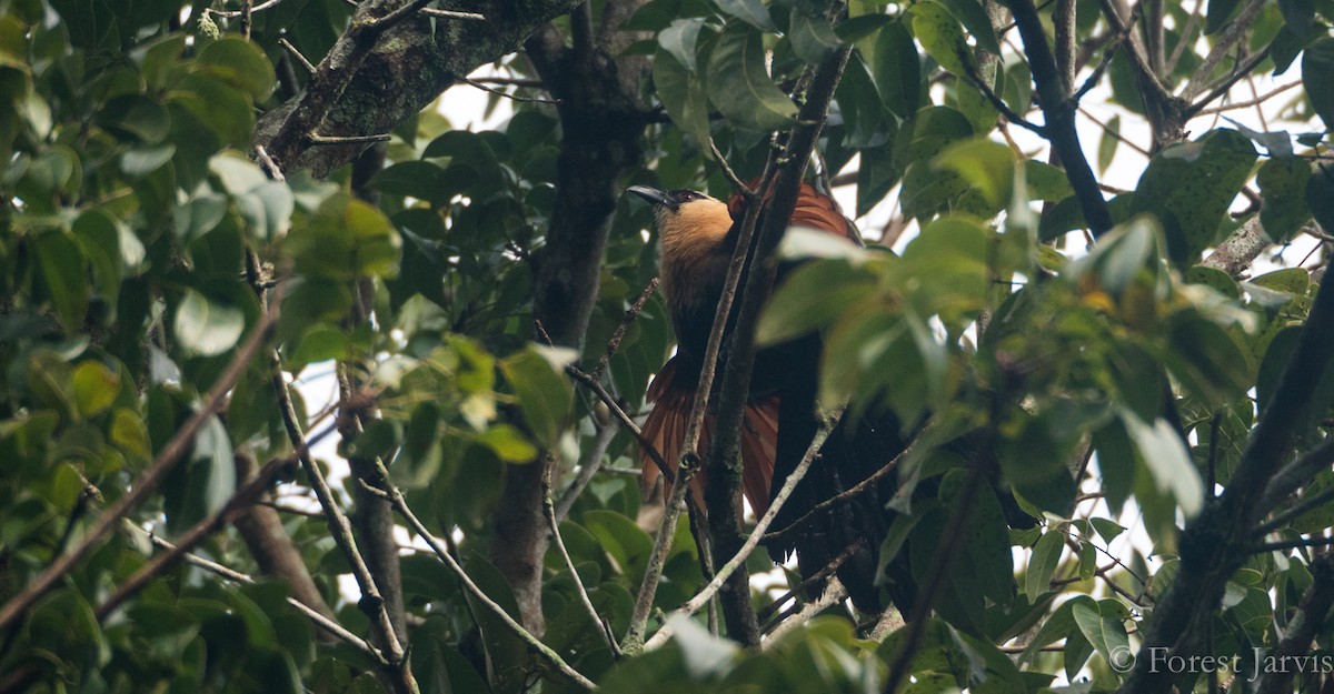 Black-faced Coucal - Forest Botial-Jarvis