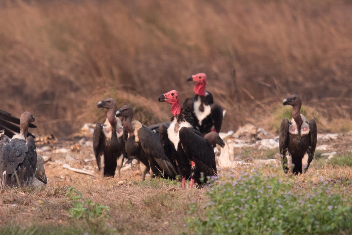 Red-headed Vulture - Aaron Lang