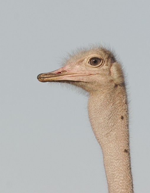 Common Ostrich - ML85325201
