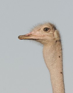 Common Ostrich, ML85325201