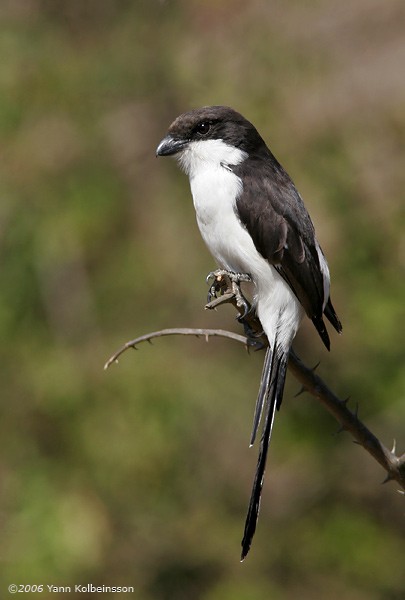 Long-tailed Fiscal - ML85325551