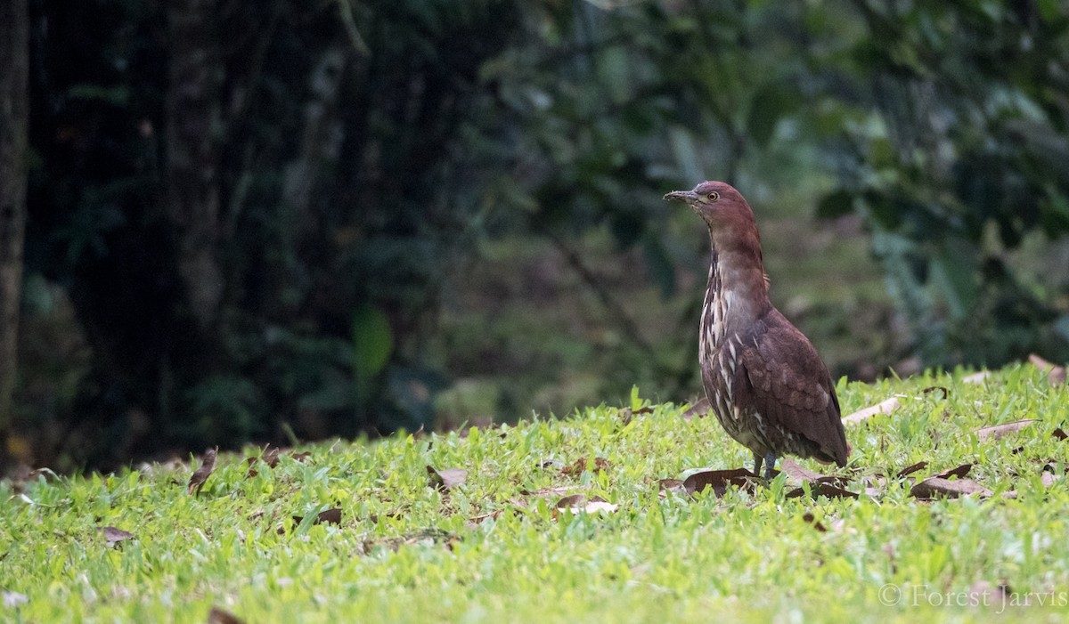 Japanese Night Heron - Forest Botial-Jarvis