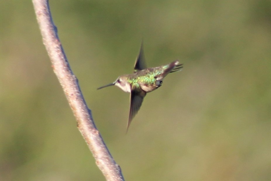 Black-chinned Hummingbird - Greg Laverty