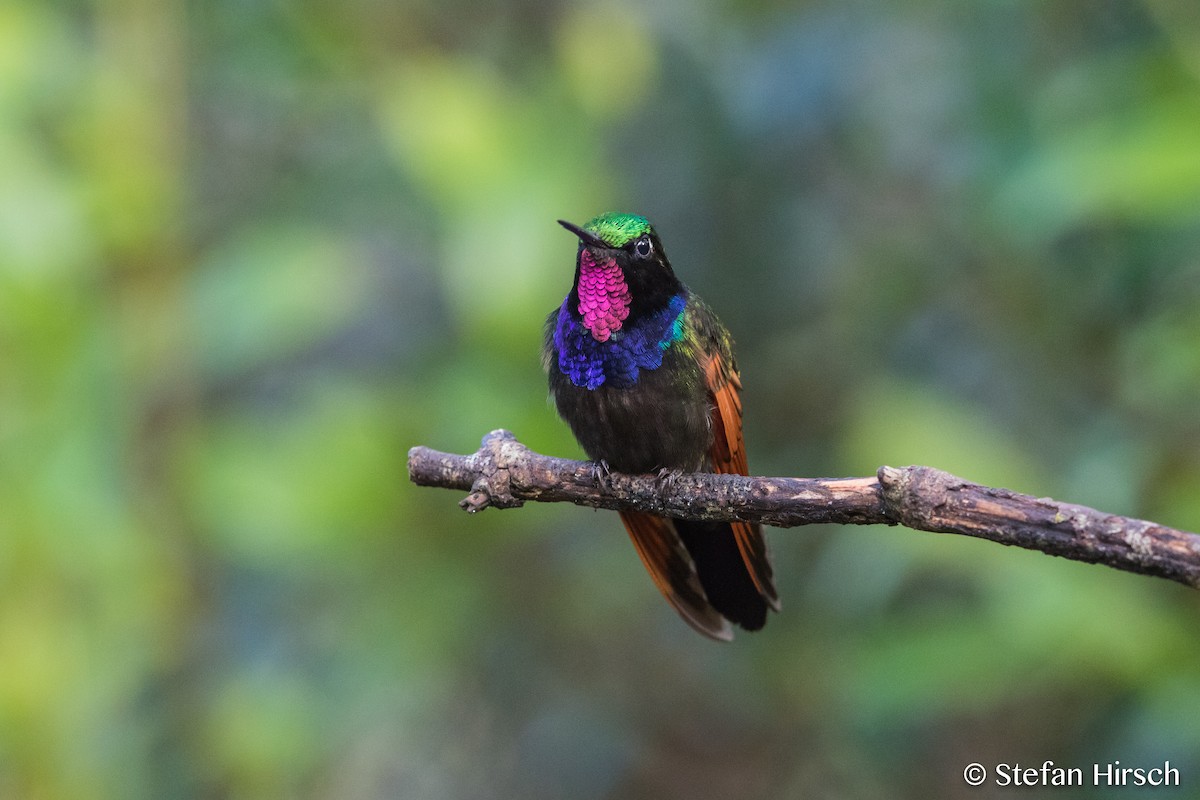 Garnet-throated Hummingbird - Stefan Hirsch