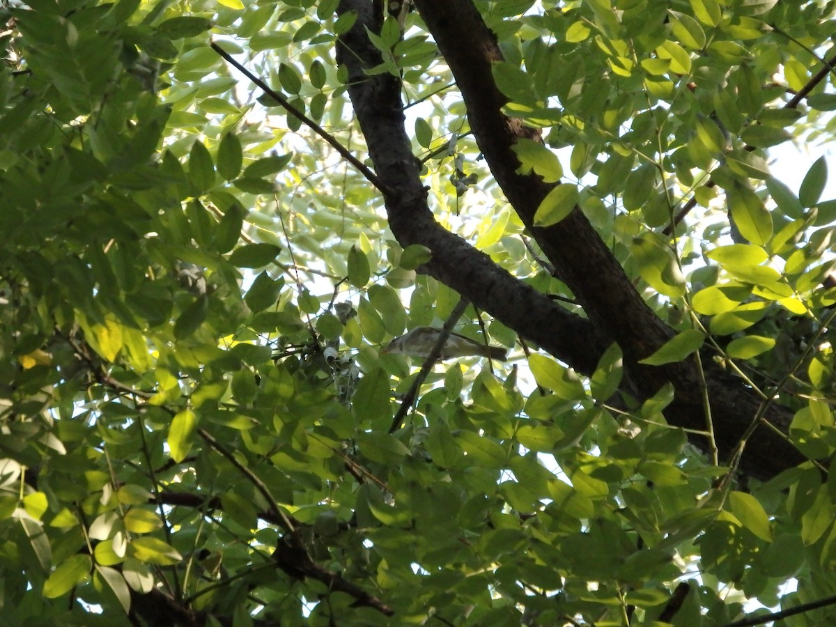 Eastern Crowned Warbler - Kian Guan Tay