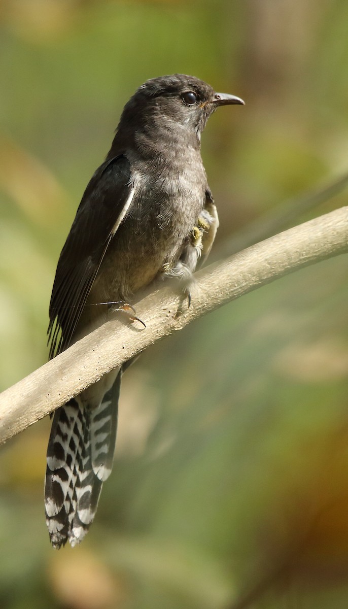 Gray-bellied Cuckoo - ML85328791