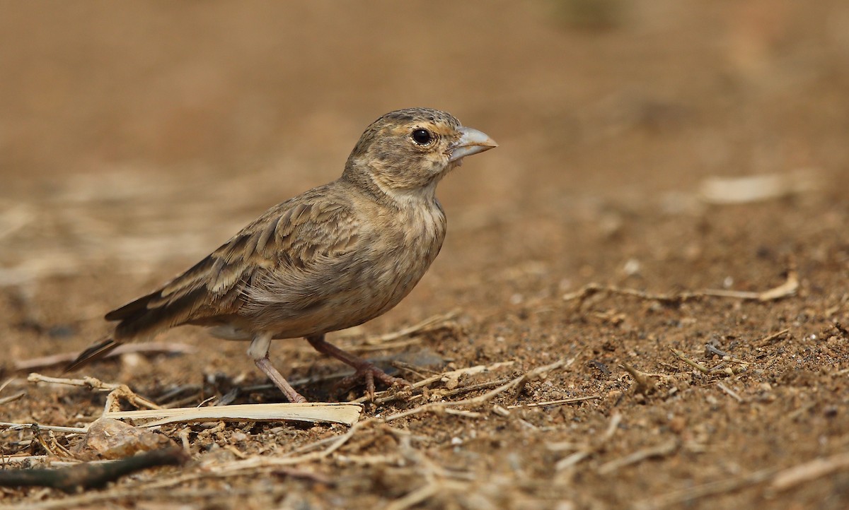 Ashy-crowned Sparrow-Lark - Albin Jacob