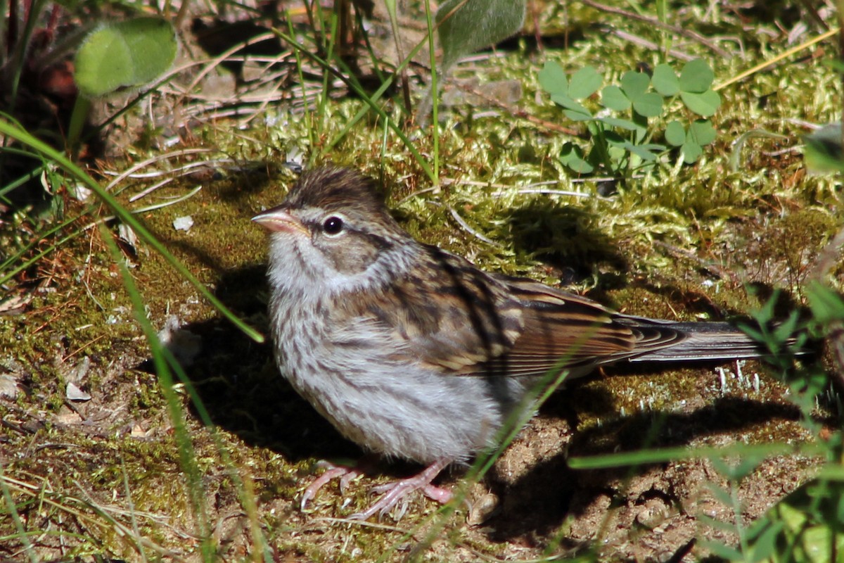Chipping Sparrow - ML85334821
