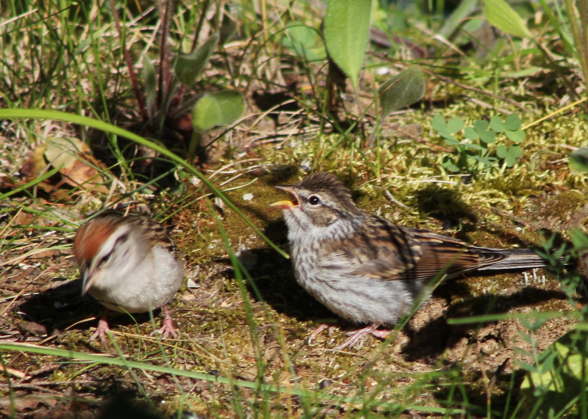 Chipping Sparrow - ML85334851