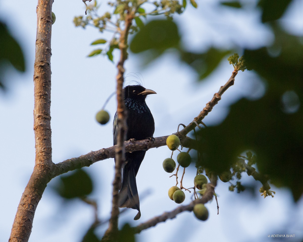 Hair-crested Drongo - Adithya Bhat