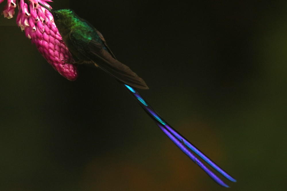 Violet-tailed Sylph - ML85341591