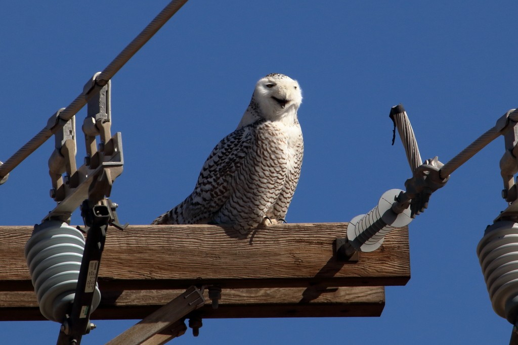 Snowy Owl - ML85342011