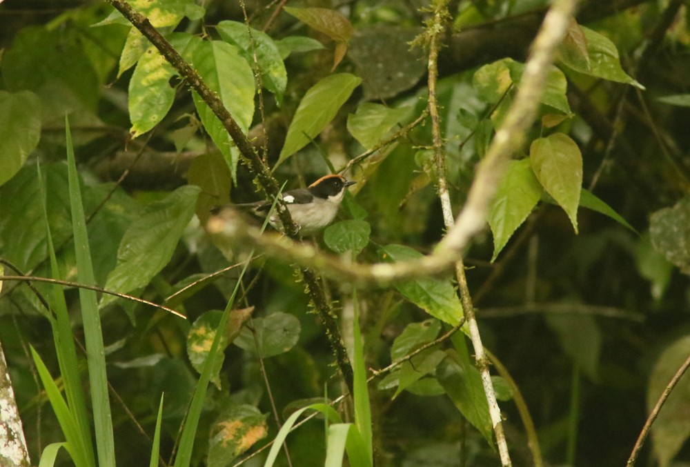 White-winged Brushfinch (White-winged) - ML85343281