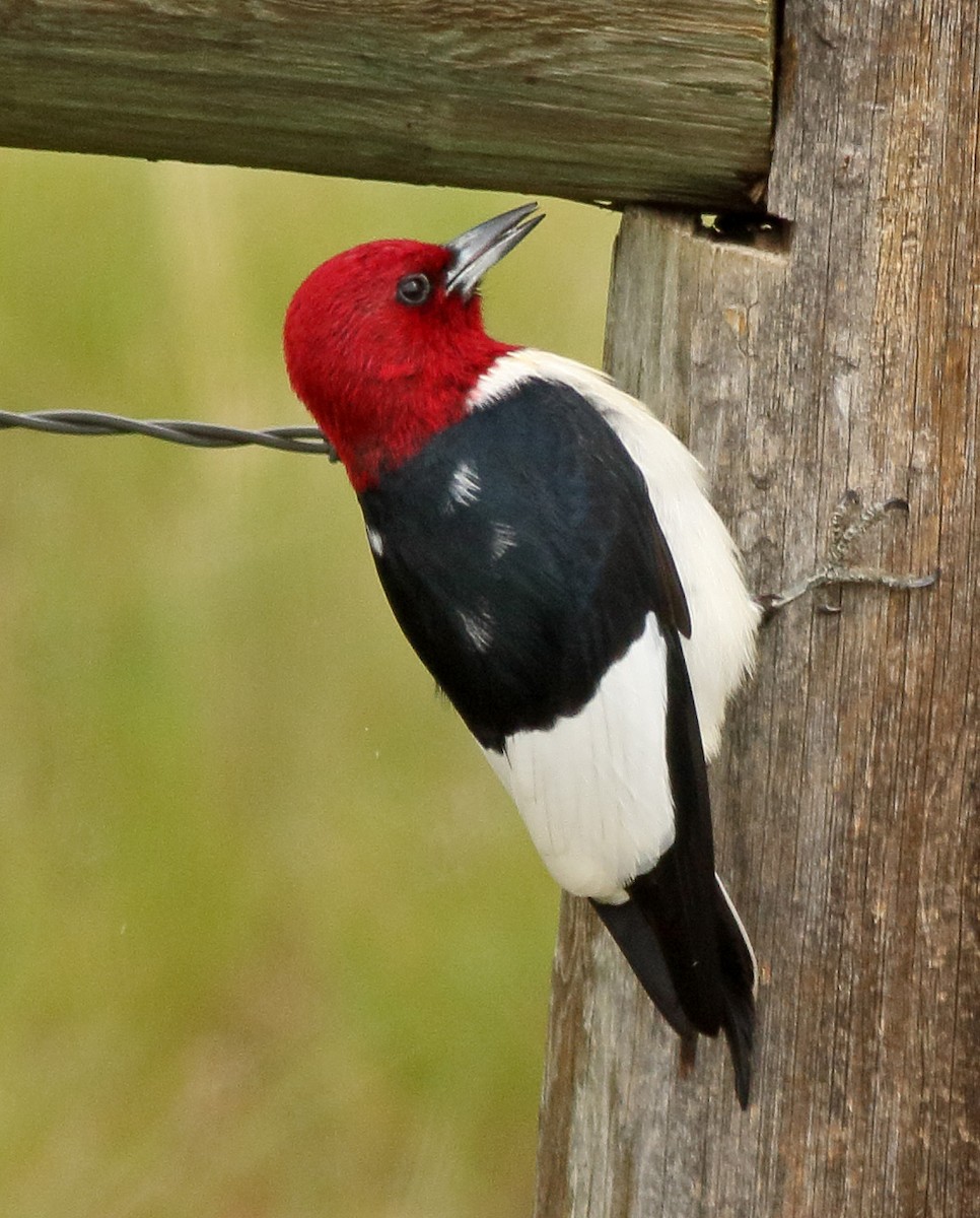 Red-headed Woodpecker - Robb Hinds