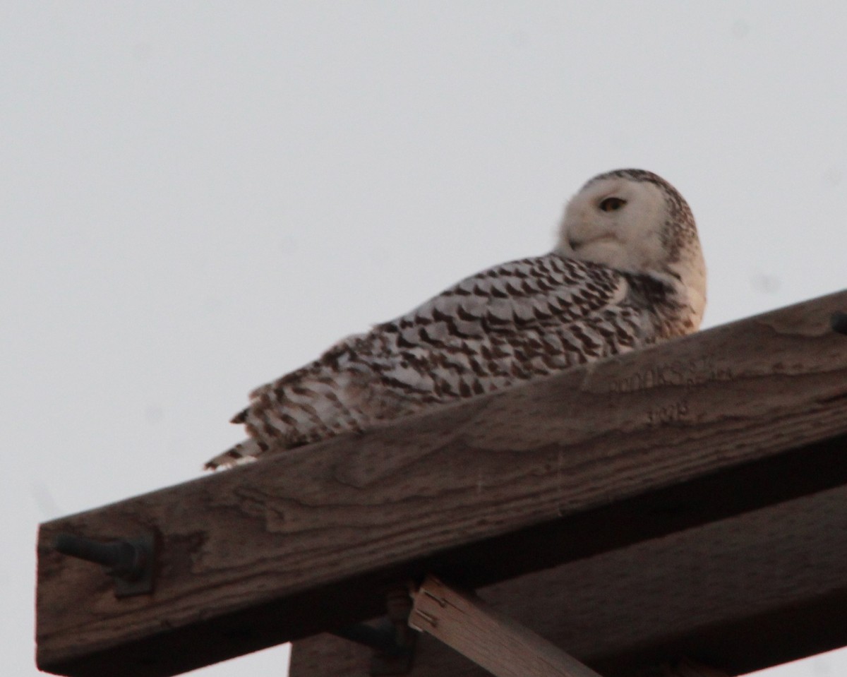 Snowy Owl - ML85344141