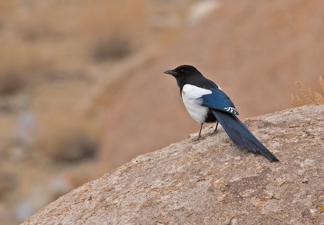 Eurasian Magpie - eBird