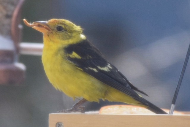 Western Tanager - Natalie Wingfield