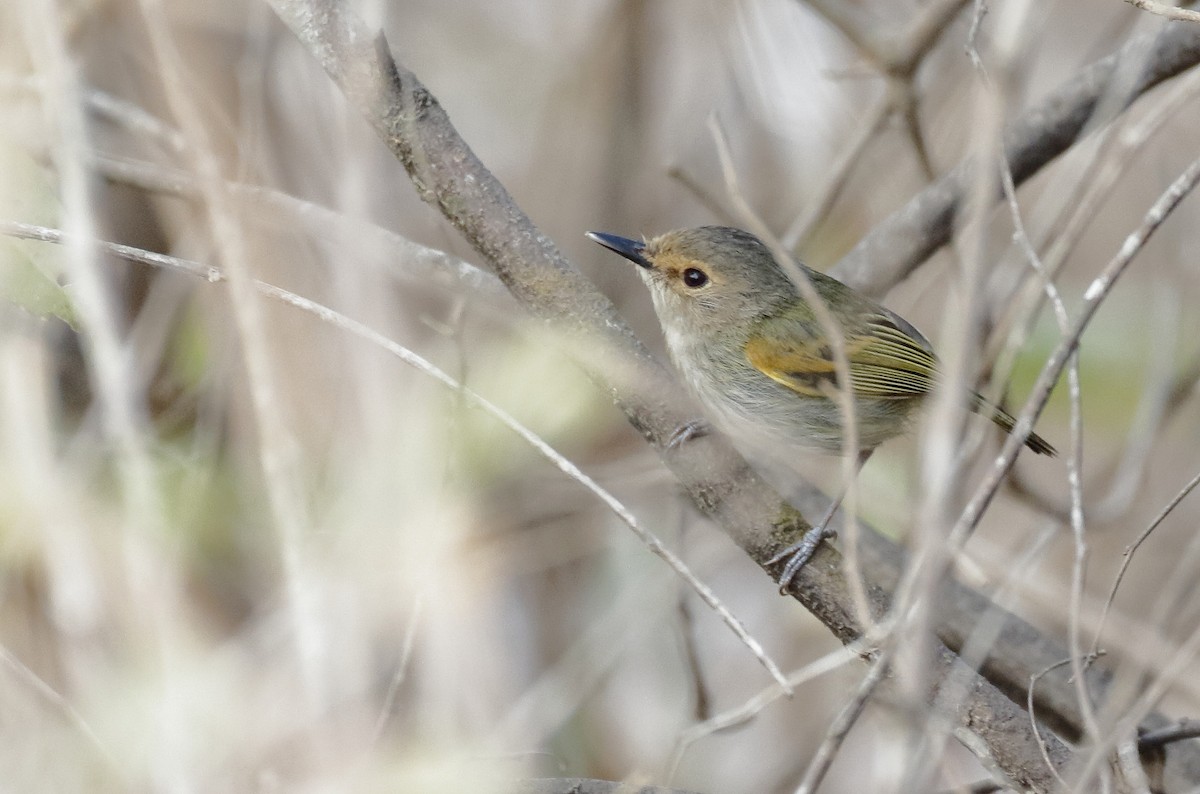 Rusty-fronted Tody-Flycatcher - Dave Curtis
