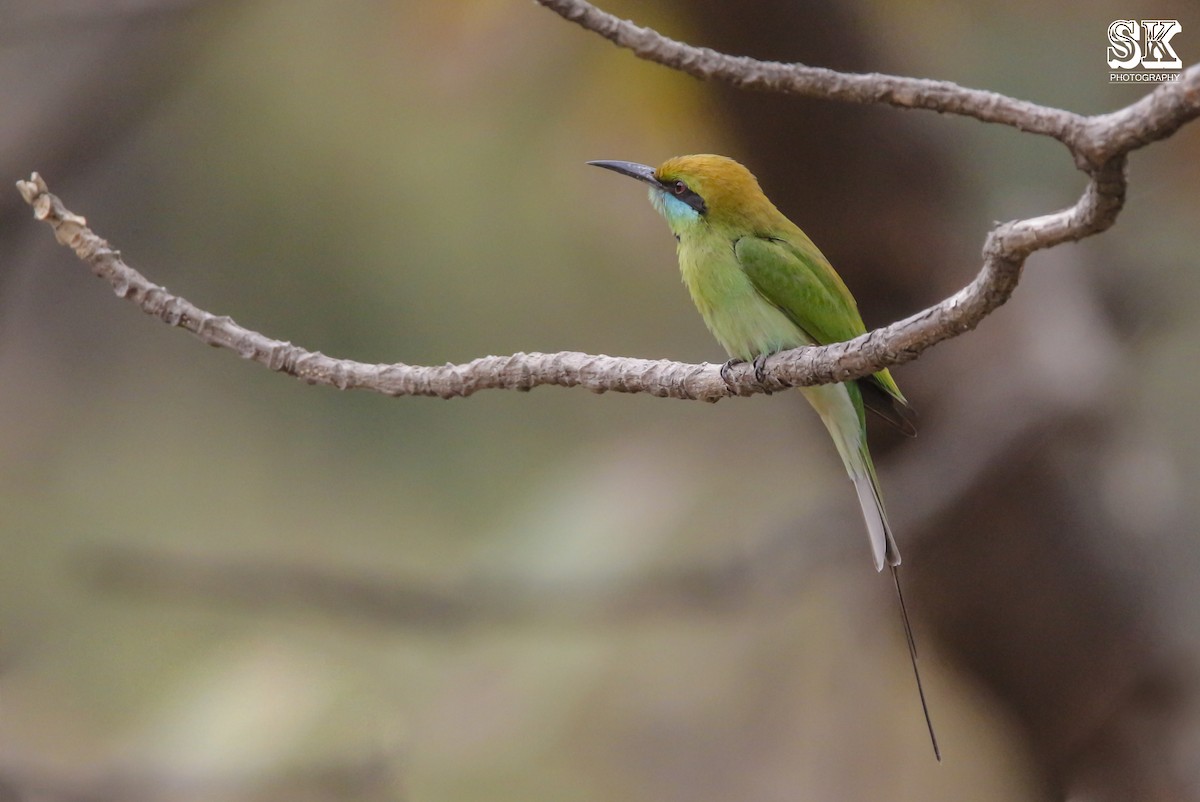 Asian Green Bee-eater - Sachin Kumavat