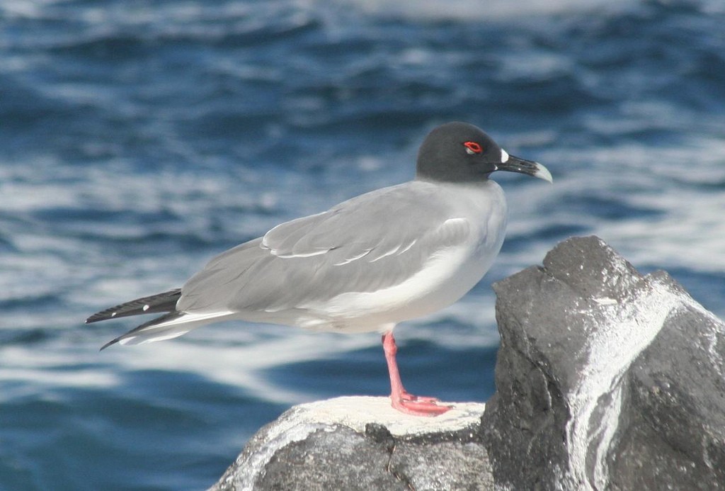 Swallow-tailed Gull - ML85350621