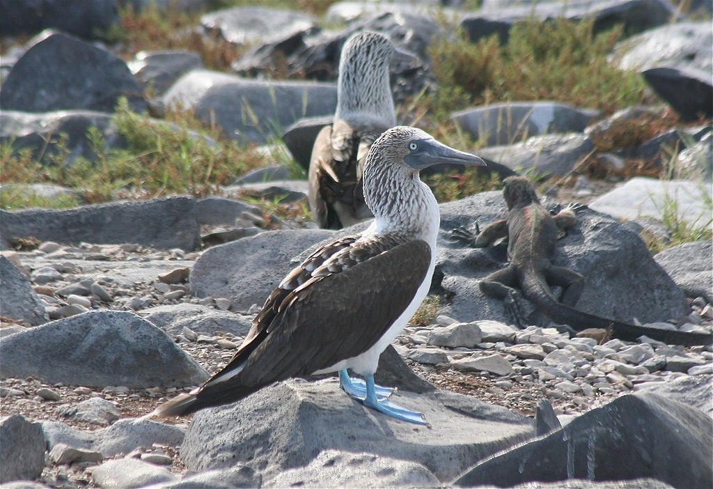 Blue-footed Booby - ML85350821