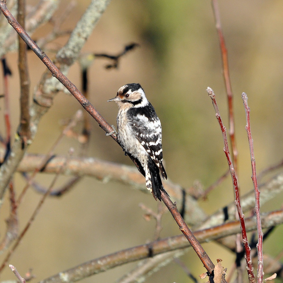 Lesser Spotted Woodpecker - ML85350891