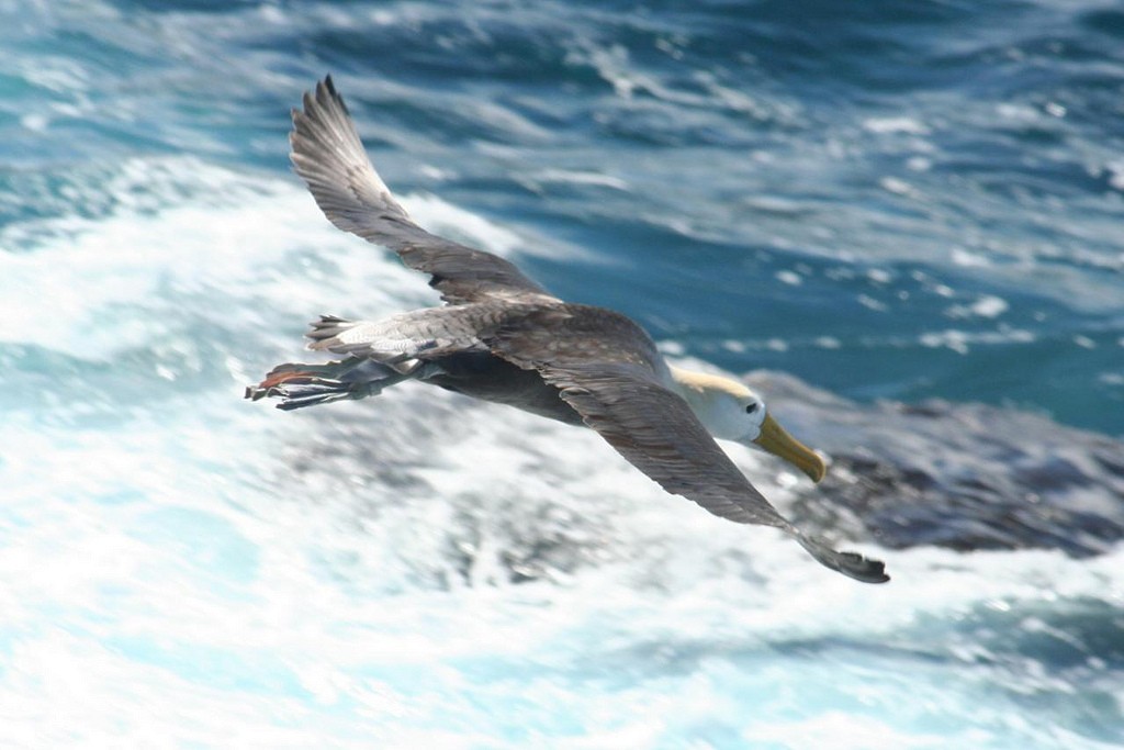 Waved Albatross - ML85351151
