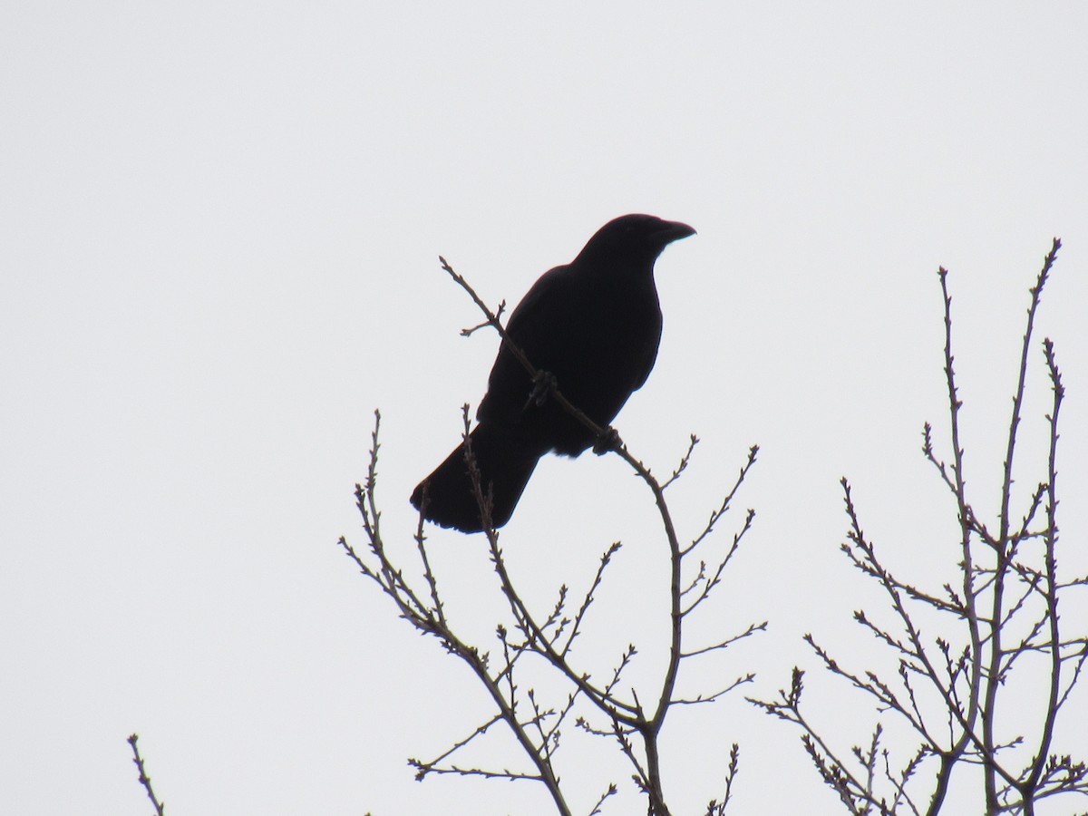 American Crow - ML85352321