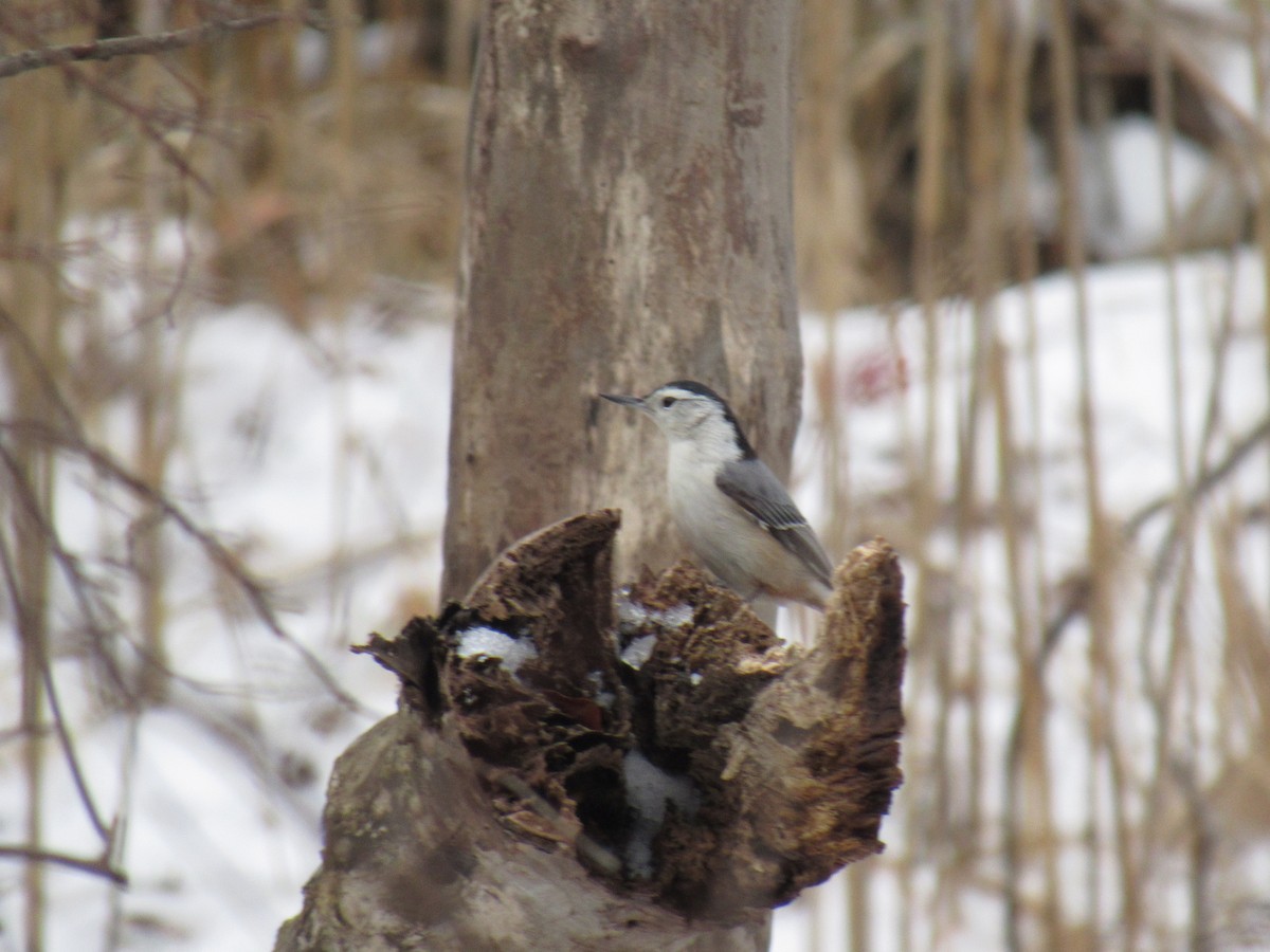White-breasted Nuthatch - ML85352341