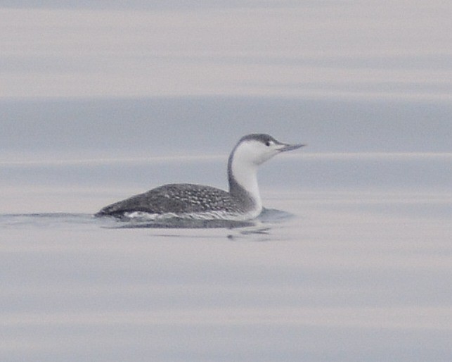 Red-throated Loon - David Kennedy