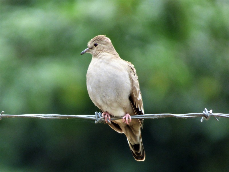 Plain-breasted Ground Dove - Adrian Dorst
