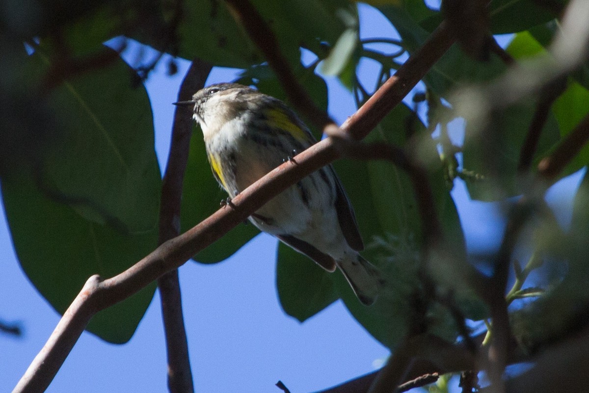 Yellow-rumped Warbler - Lindy Fung