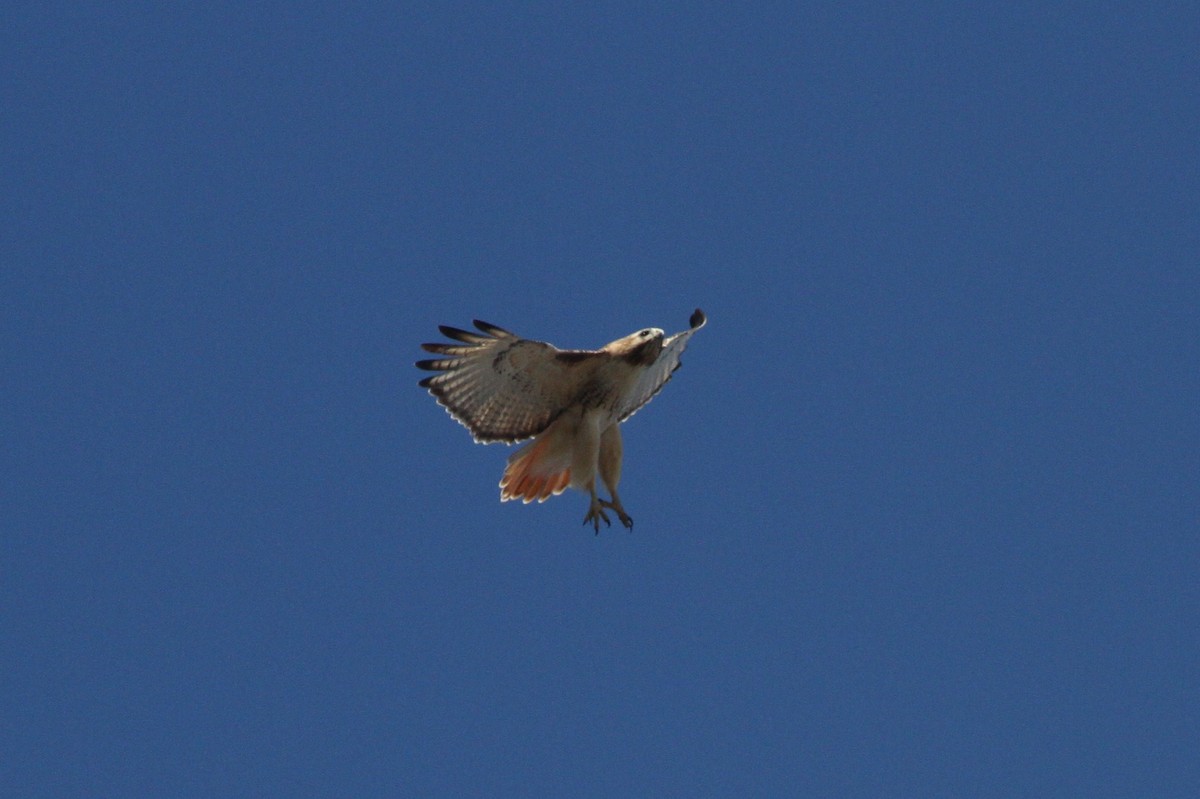 Red-tailed Hawk - Steven Howell