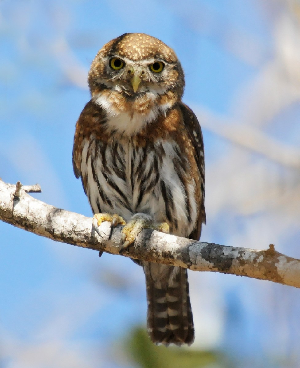 Northern Pygmy-Owl (Cape) - Steven Mlodinow