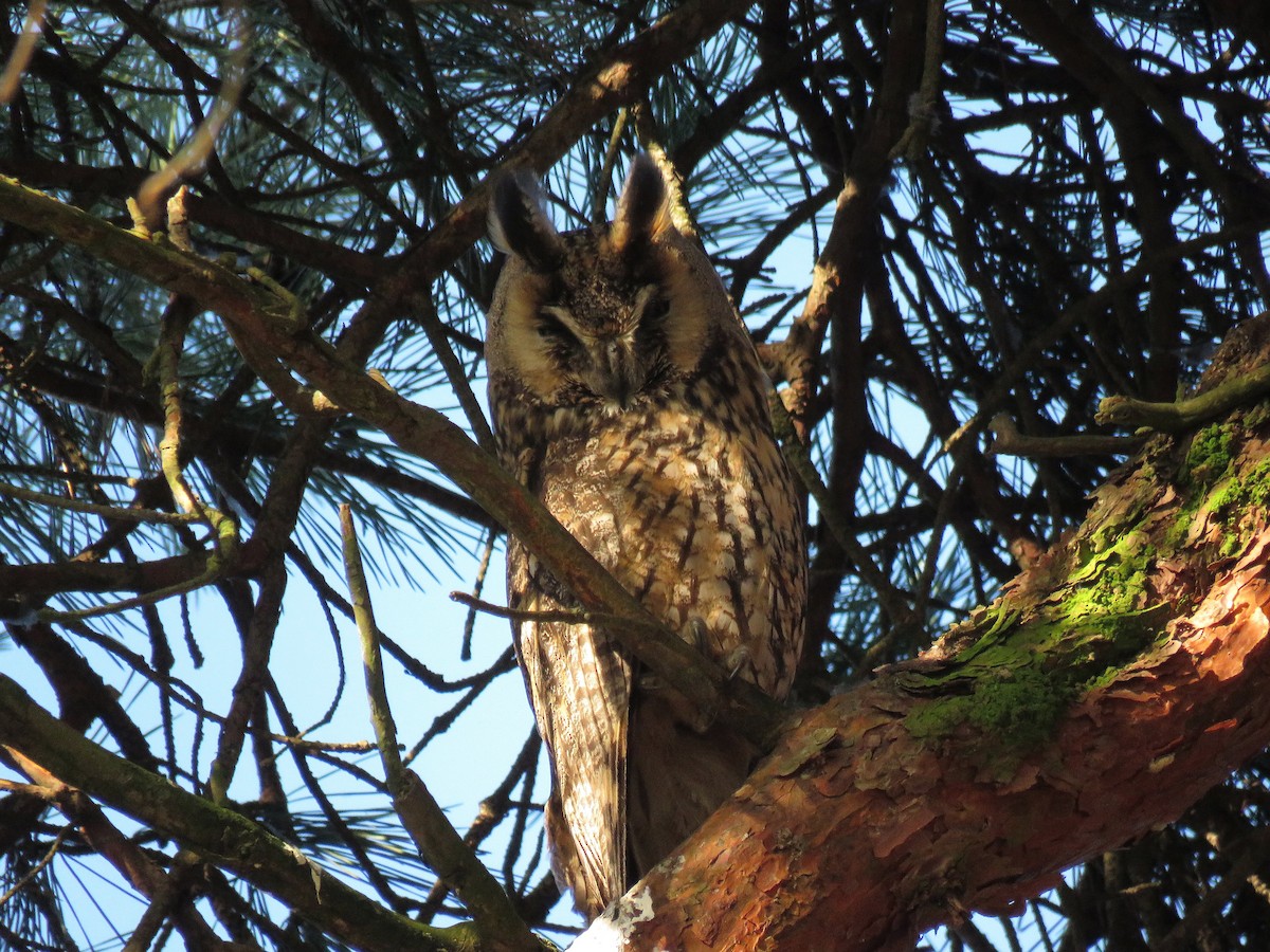 Long-eared Owl - ML85363531