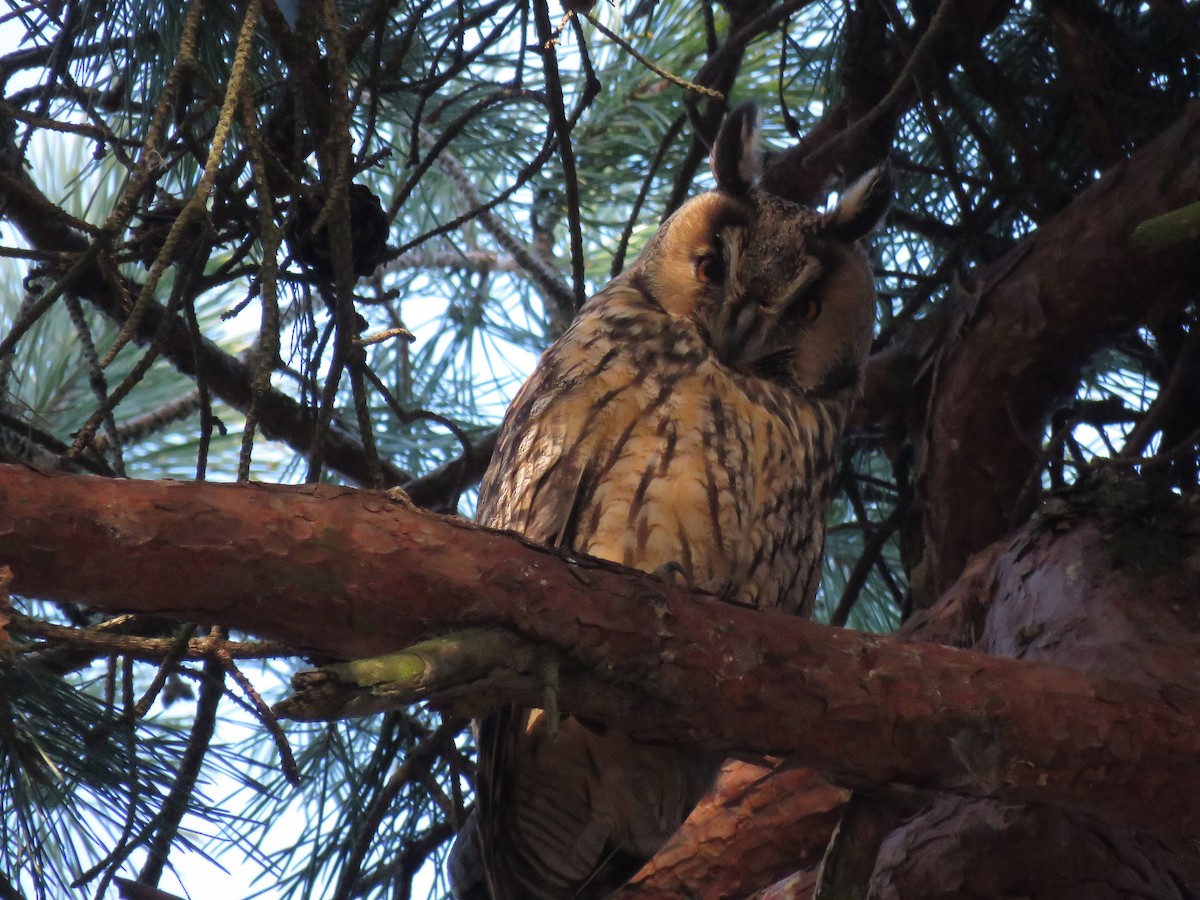 Long-eared Owl - ML85363541