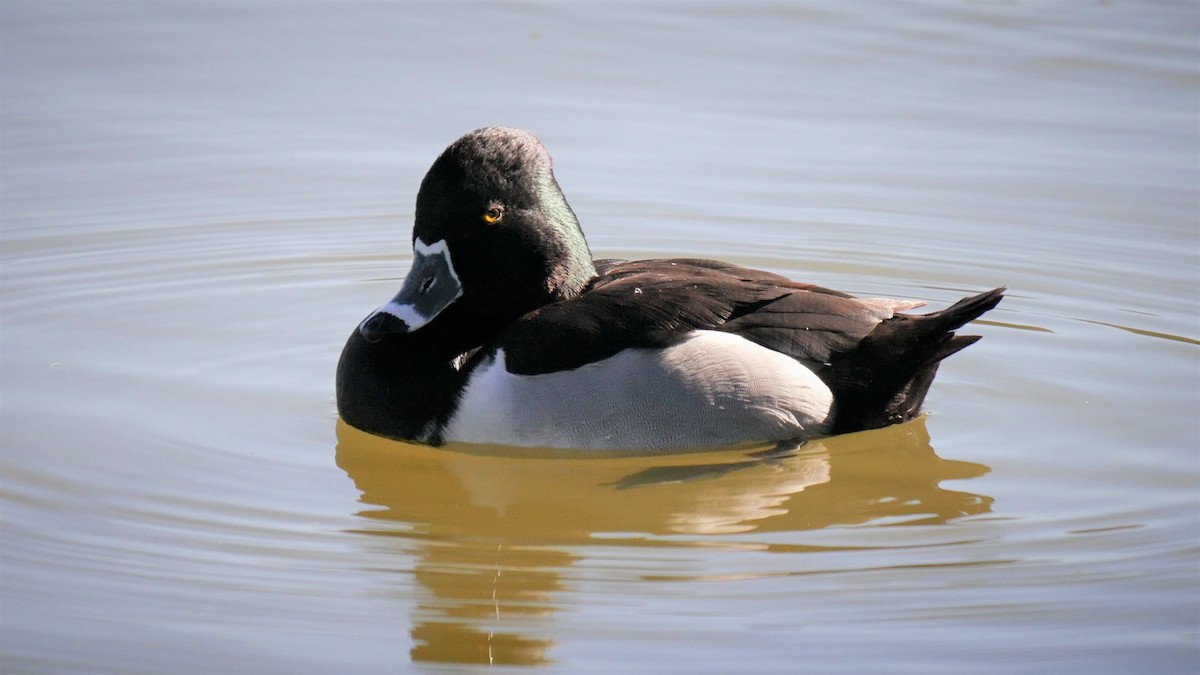 Ring-necked Duck - Angela Kenny