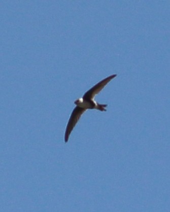 Andean Swift - ML85365331
