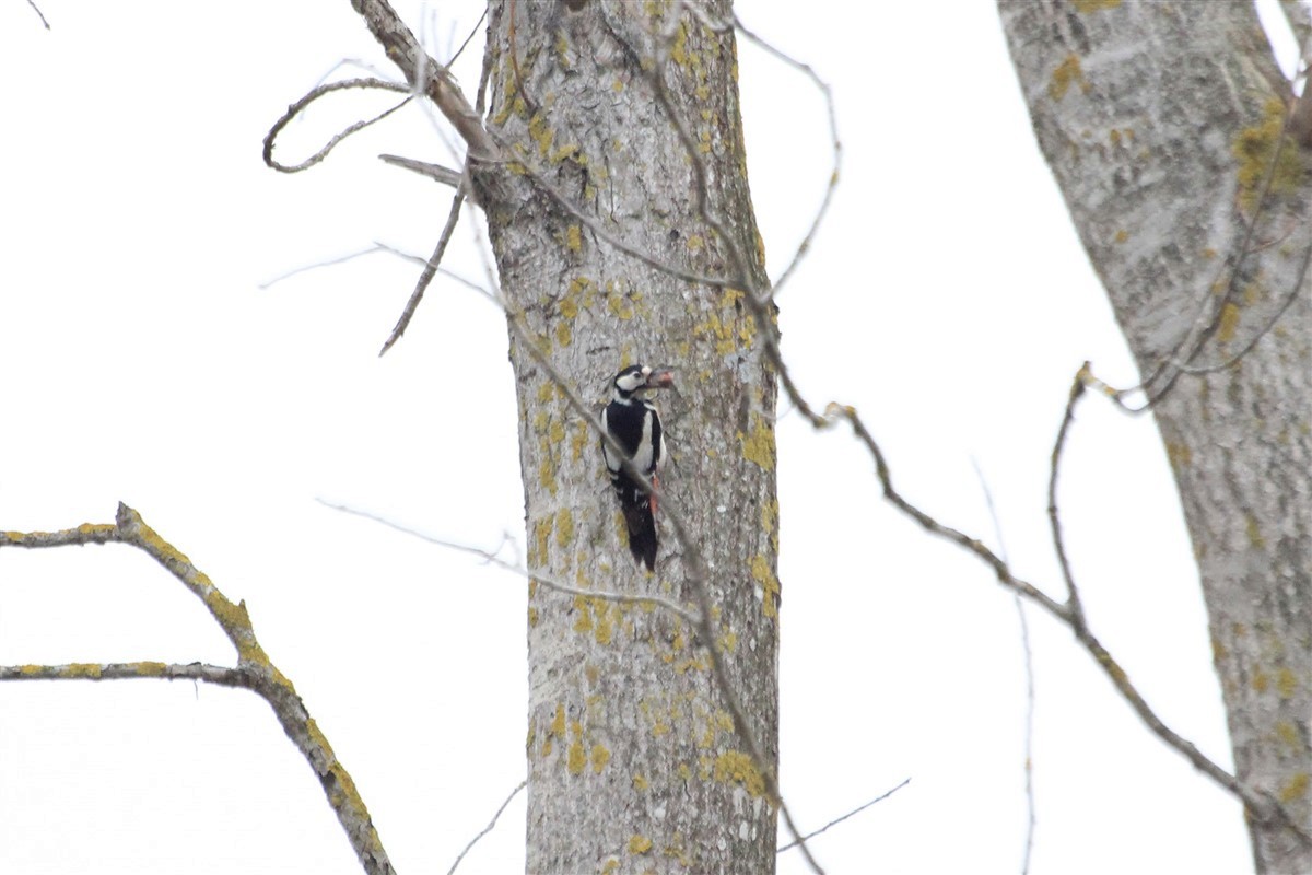 Great Spotted Woodpecker - Salih MALAKCIOGLU