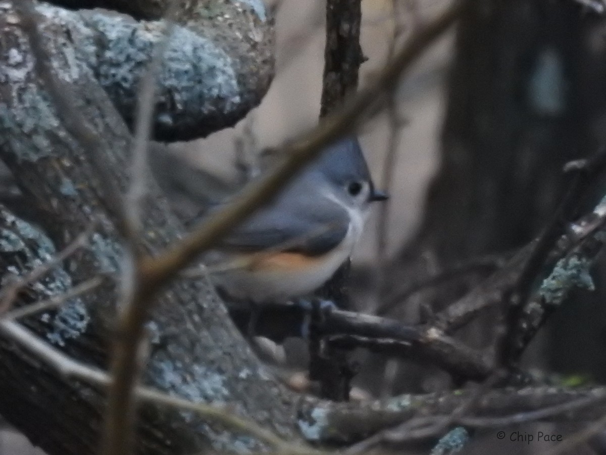 Tufted Titmouse - Chip Pace