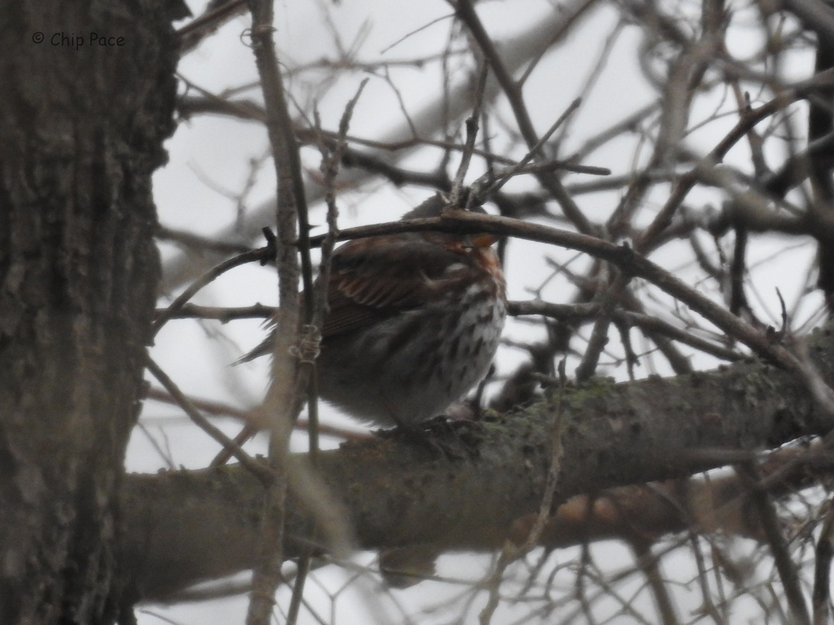 Fox Sparrow - Chip Pace