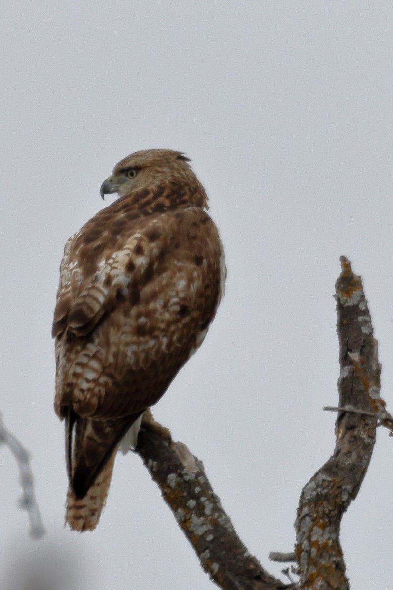 Red-tailed Hawk - ML85369651