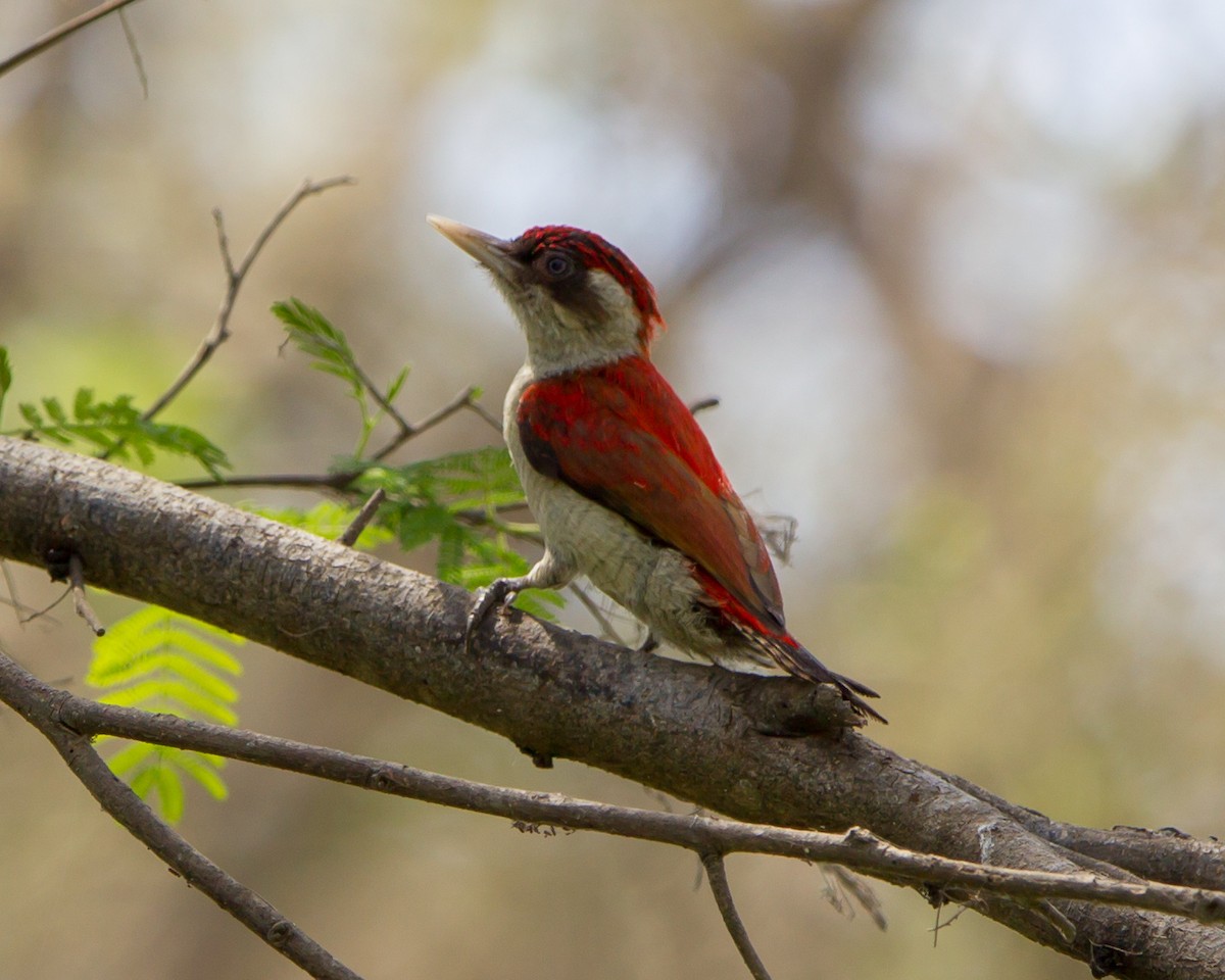 Scarlet-backed Woodpecker - ML85369761