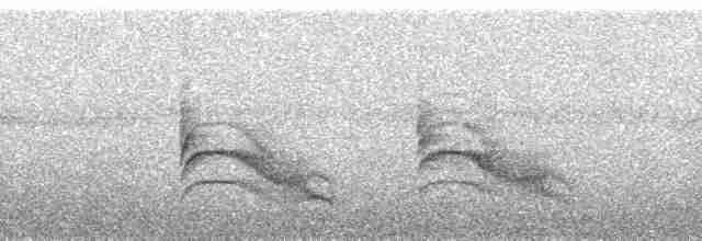 Troglodyte à moustaches - ML85371