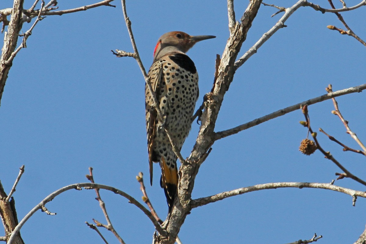 Northern Flicker (Yellow-shafted x Red-shafted) - ML85371621