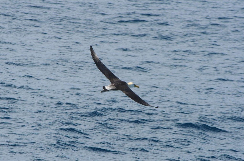 Waved Albatross - ML85373231