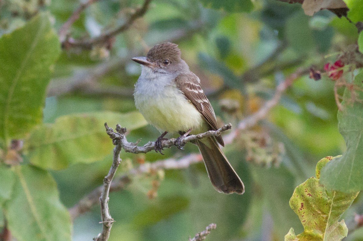 Brown-crested Flycatcher - Justyn Stahl
